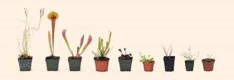 Grow Insect Eating Plants in a Window Bog